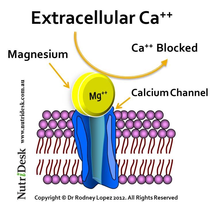 magnesium calcium channel blocker